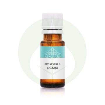   Eukaliptusz radiata - Eucalyptus radiata illóolaj - 10ml - Panarom